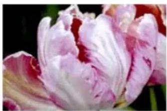 XEROX DocuMate 4760 VRS Pro - Diffusion d'erreur, tramage de Bayer et motifs demi-teinte - 1