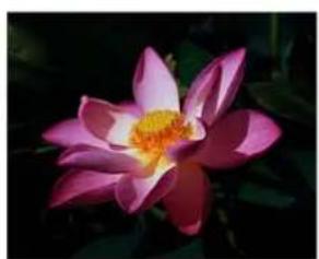 XEROX DocuMate 4760 VRS Pro - Exemples de niveau gamma d'une image en couleur - 1