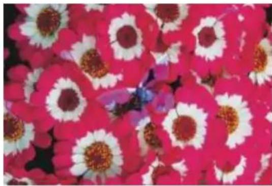 COREL Painter 2015 - Incrustation - 1