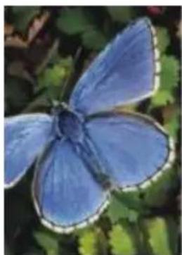 COREL Painter 2015 - Application d'un flou de mouvement - 1