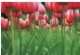 COREL Painter 2015 - Photographie - 1