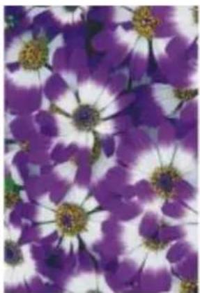 COREL Painter 2015 - Application de l'effet Perturbation - 1