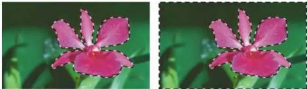 COREL Painter 2015 - Inversion des sélections - 1