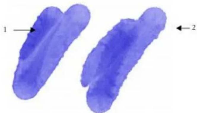 COREL Painter 2015 - Introduction aux cartes de flux - 2