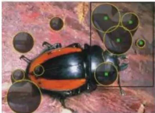 COREL Painter 2015 - Action Procédure - 2