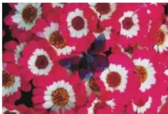 COREL Painter 2015 - Dissous - 2