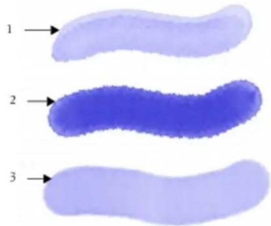 COREL Painter 2015 - Sélection de cartes de flux et de variantes de style compatibles - 1