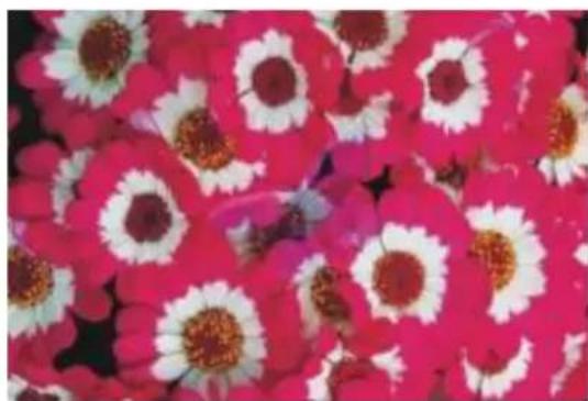 COREL Painter 2015 - Incrustation - 2