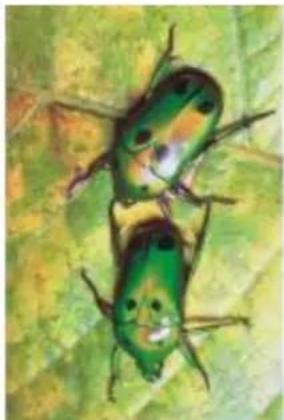 COREL Painter 2015 - Application de l'effet Pyrogravure - 1