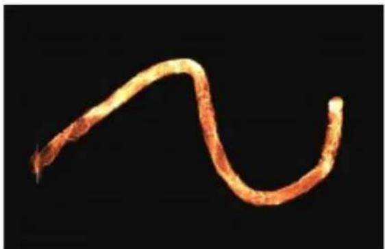 COREL Painter 2015 - Options des styles de particules à ressort - 11