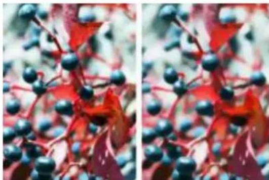 COREL Painter 2015 - Application d'un flou artistique - 1