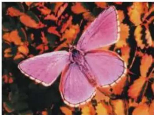 COREL Painter 2015 - Dessiner des courbes à main levée pour corriger les couleurs - 1