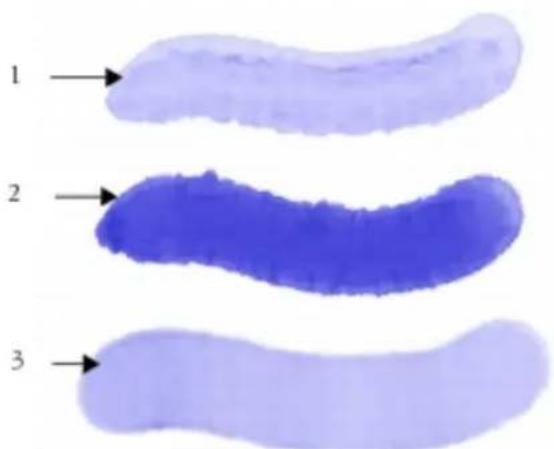 COREL Painter 2015 - Sélection de cartes de flux et de variantes de style compatibles - 2