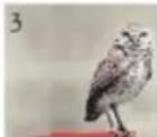 COREL Painter 2015 - Rotoscopie - 2