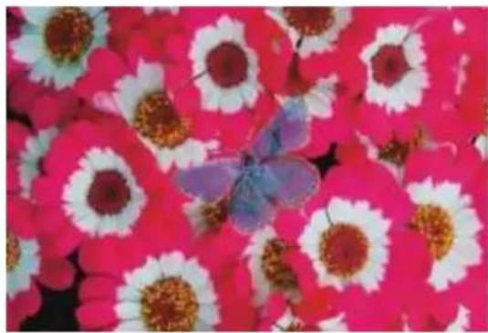 COREL Painter 2015 - Dissous - 1