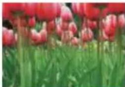 COREL Painter 2015 - Fusain et crayons Conté - 3