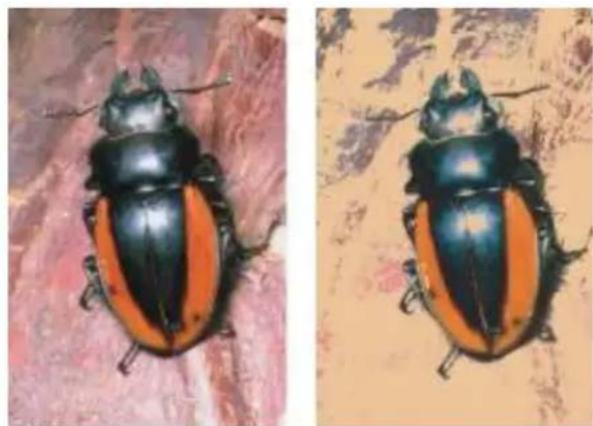 COREL Painter 2015 - Application de l'effet Sérigraphie - 1