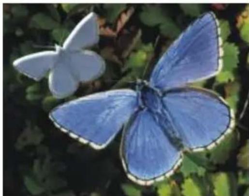 COREL Painter 2015 - Pour créer un placage de réflexion à partir d'une source de réplique - 4