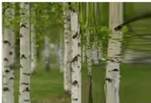 COREL PaintShop Pro X7 Ultimate - Cintrage - 1