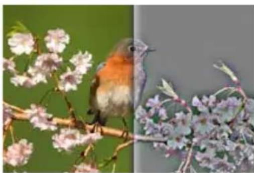 COREL PaintShop Pro X7 Ultimate - Passe-haut - 1