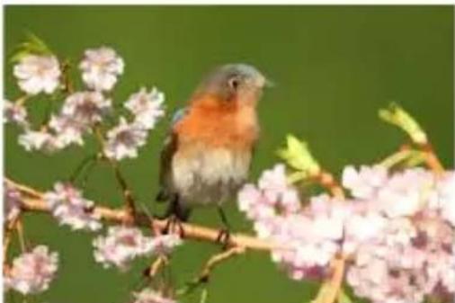 COREL PaintShop Pro X7 Ultimate - Dilater - 1