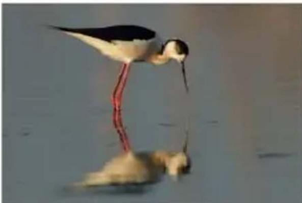 COREL PaintShop Pro X7 Ultimate - Application automatique de corrections de base aux photos - 1