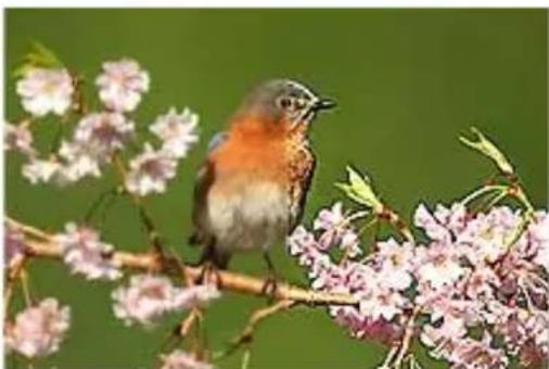 COREL PaintShop Pro X7 Ultimate - Accentuer - 1