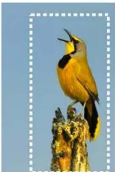 COREL PaintShop Pro X7 Ultimate - Creation de sélections - 1