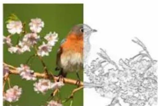 COREL PaintShop Pro X7 Ultimate - Lignes horizontally - 1