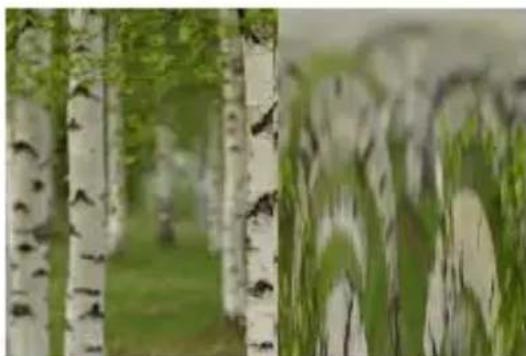 COREL PaintShop Pro X7 Ultimate - Coordonnées polaires - 1