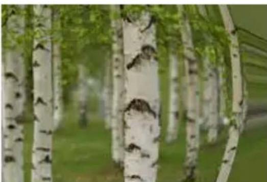 COREL PaintShop Pro X7 Ultimate - Distorsion de I'objectif - 1