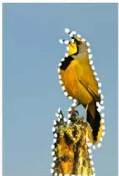 COREL PaintShop Pro X7 Ultimate - Creation de sélections - 2