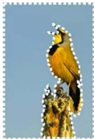 COREL PaintShop Pro X7 Ultimate - Creation de sélections - 3