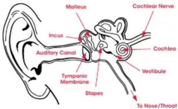 BEATS urBeats se - Physiology of the Ear - 1