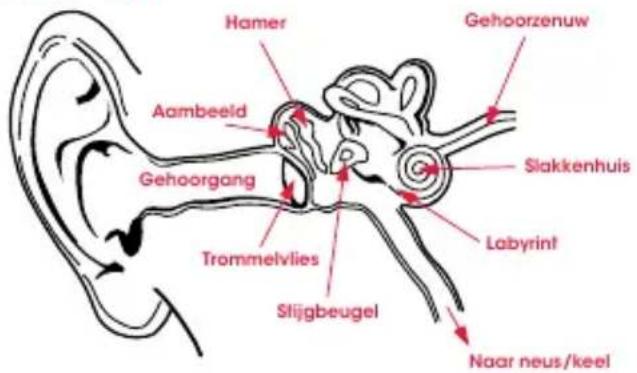 BEATS urBeats se - Fysiologie van het oor - 1