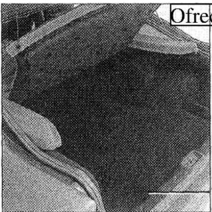 RENAULT Safrane (1991) - Ofrecido parww www.eletromannulesco - 1