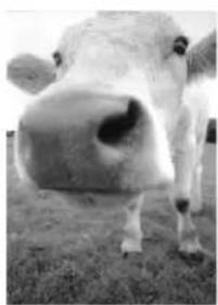 XEROX Documate 7600 - Onglet Paramètres de page - 2