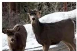 XEROX Documate 7600 - Numérisation d'une partie d'une image - 2