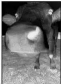 XEROX Documate 7600 - Onglet Paramètres de page - 3