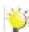 MEMOREX MyVideo - ATTENTION! - 2