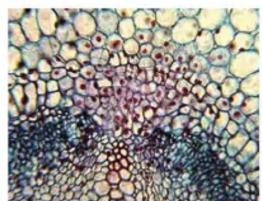 CELESTRON LCD Digital Microscope II 44341 - Échantillons d'images - 2
