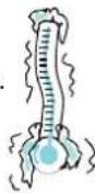BAUKNECHT EMCHD 6244 IN - ALIMENTSSURGELES - 1