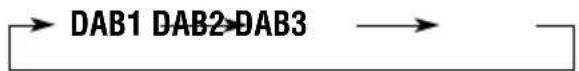 JVC KDLH1000R - Choisissez la bande DAB (DAB1, DAB2 ou DAB3). - 2