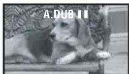 A.DUB II