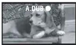 A.DUB