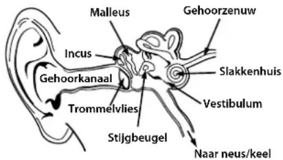 MONSTER Inspiration - Opbouw van het oor en het horen van geluid - 1