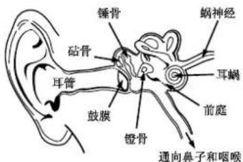 MONSTER Inspiration - 耳朵及听力的生理知识 - 1