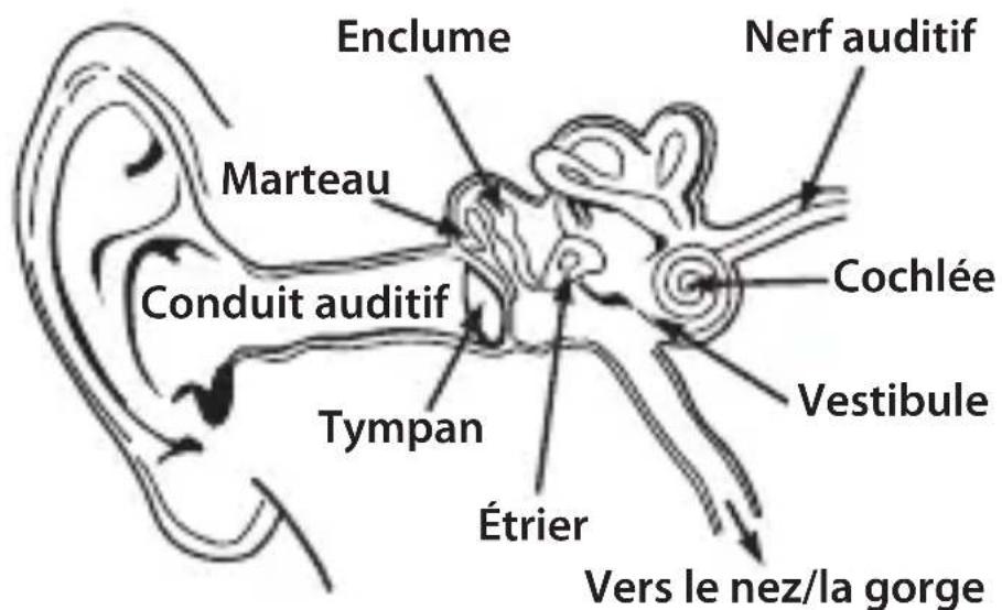 MONSTER NCredible NTune - Physiologie de l'oreille et de l'ouie - 1
