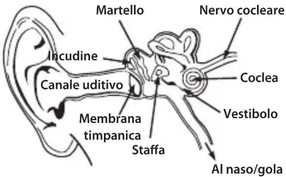 MONSTER NCredible NTune - Fisiologia dell'orecchio e dell'ascolto - 1