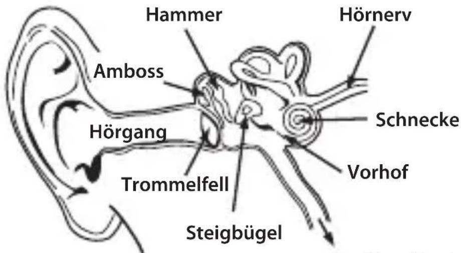 MONSTER NCredible NTune - Aufbau des Hörorgans und des Gehörs - 1